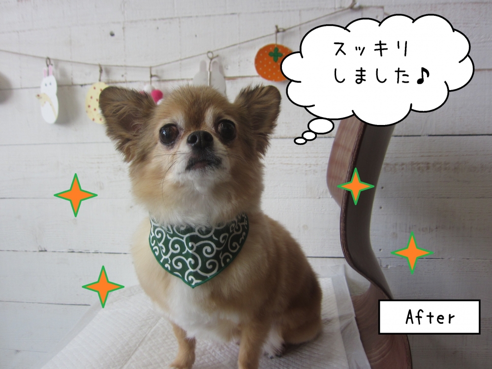 きょとん顔チワワ