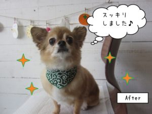 施術後チワワ
