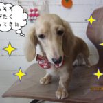 キラキラうつむきミニチュアダックス