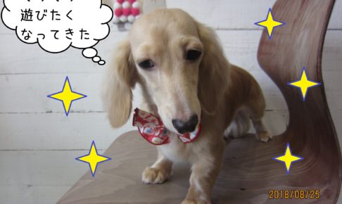 キラキラうつむきミニチュアダックス