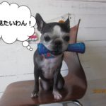 噛むボストンテリア