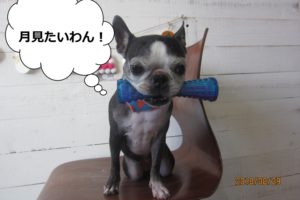 噛むボストンテリア