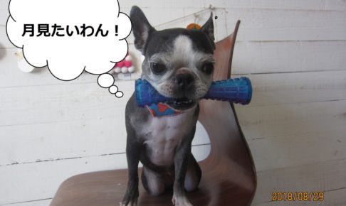 噛むボストンテリア