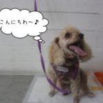 舌出し茶トイプードル