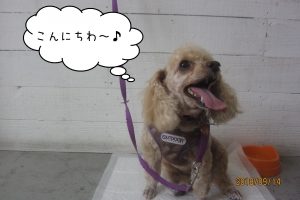 舌出し茶トイプードル