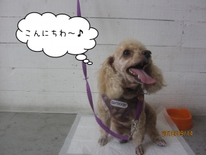 舌出し茶トイプードル