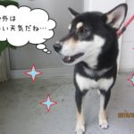 横顔のキラキラ柴犬ちゃん