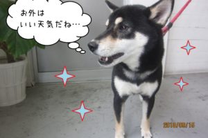 横顔のキラキラ柴犬ちゃん