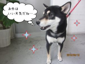 横顔のキラキラ柴犬ちゃん