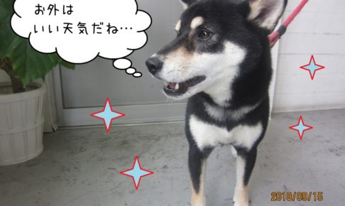 横顔のキラキラ柴犬ちゃん