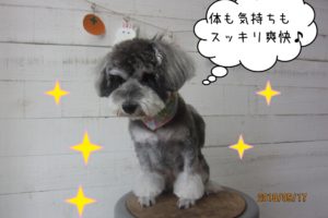 爽快なミニチュアシュナウザー