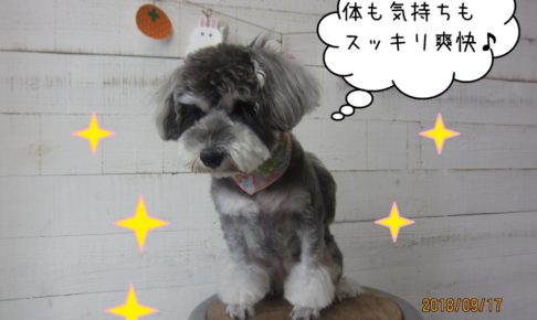 爽快なミニチュアシュナウザー