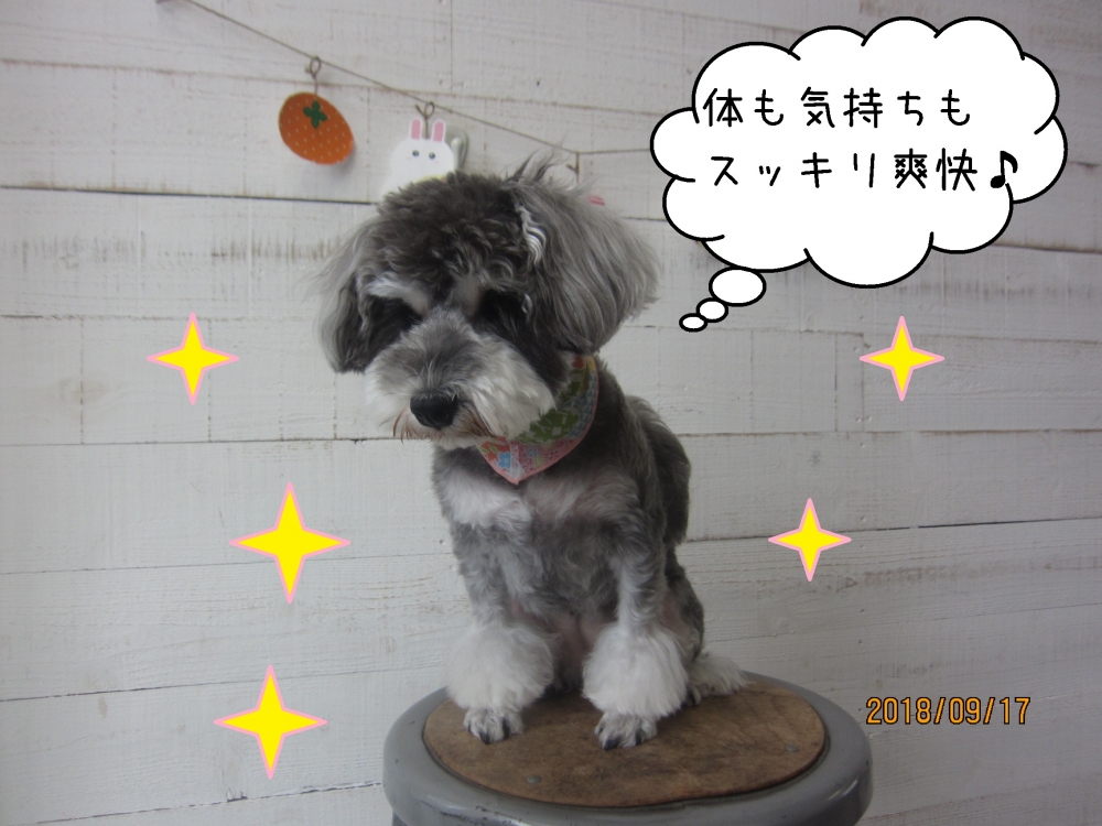 爽快なミニチュアシュナウザー