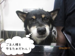 スパ中の黒い柴犬ちゃん