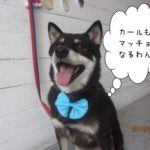 笑顔の黒柴犬ちゃん