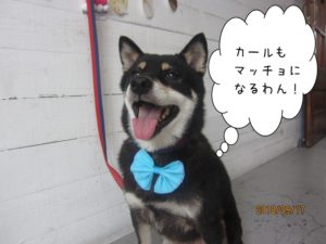 笑顔の黒柴犬ちゃん