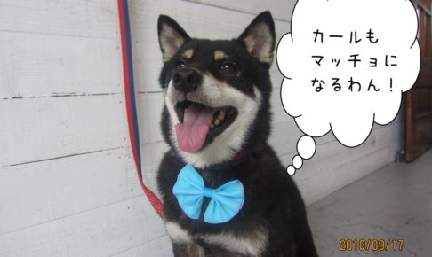 笑顔の黒柴犬ちゃん