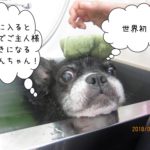 スポンジのわんちゃん