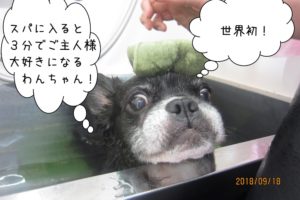 スポンジのわんちゃん