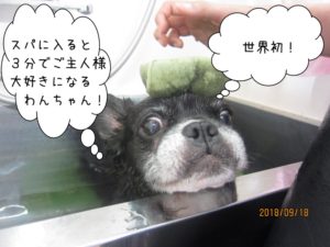 スポンジのわんちゃん