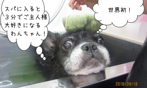 スポンジのわんちゃん