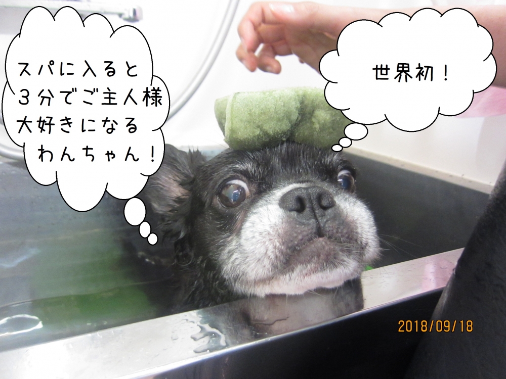 スポンジのわんちゃん