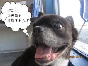 窓際わんちゃん