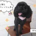 黒ミックスちゃんキラキラ