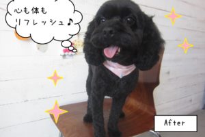 黒ミックスちゃんキラキラ