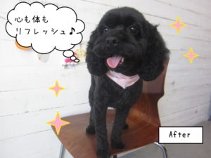 黒ミックスちゃんキラキラ