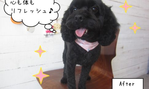 黒ミックスちゃんキラキラ