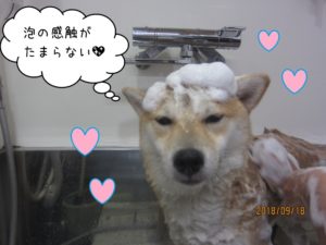 スパ中柴犬ちゃん