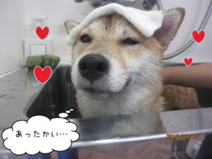 スパ中の柴犬