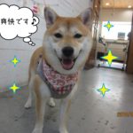 気分爽快な柴犬