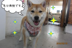 気分爽快な柴犬