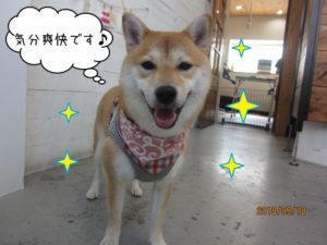 気分爽快な柴犬