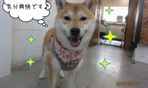 気分爽快な柴犬