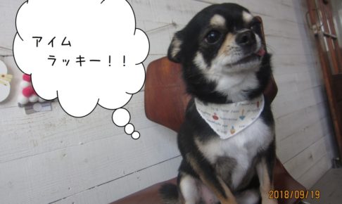 上向いてるチワワちゃん