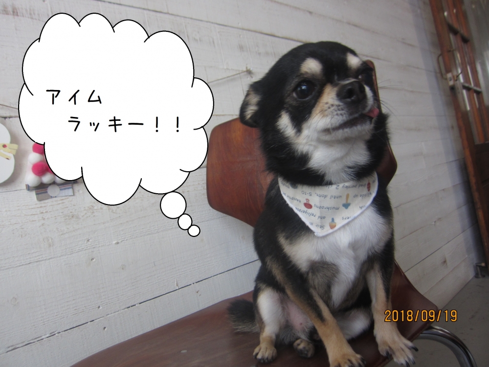 上向いてるチワワちゃん