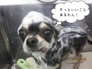 スパ中チワワちゃん