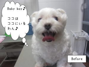 カット前マルチーズ