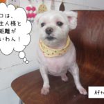 カット後マルチーズ