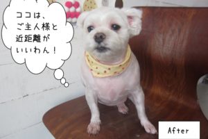 カット後マルチーズ