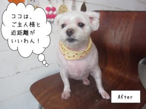 カット後マルチーズ