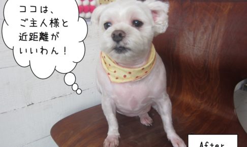 カット後マルチーズ