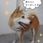 施術後豆柴の横顔