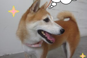 施術後豆柴の横顔