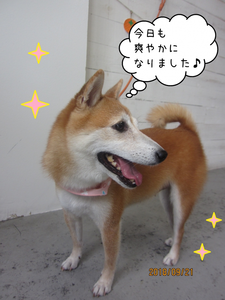 施術後豆柴の横顔