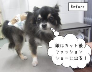 黒白チワワちゃん