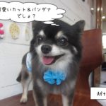 青リボンチワワちゃん